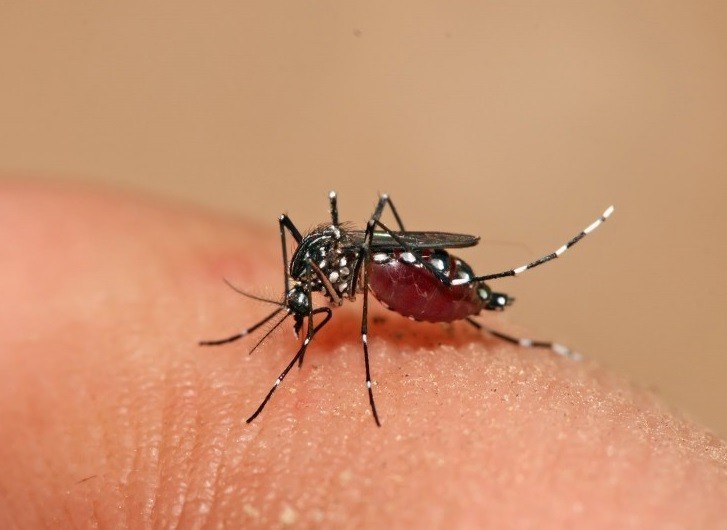 Mosquito da Dengue - imagem ilustrativa