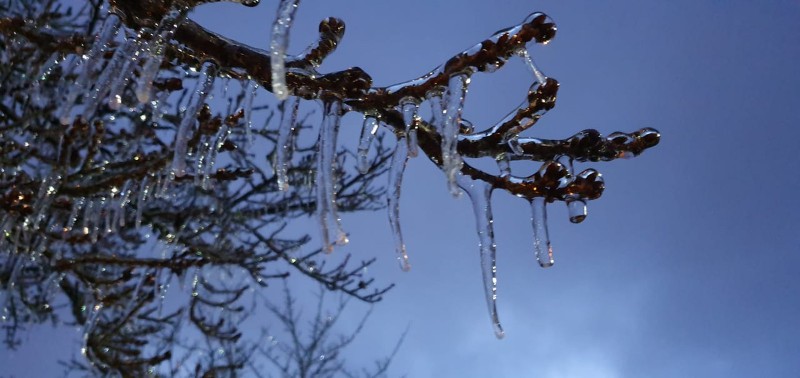 arvore-congelada3